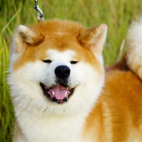 Shiro Ookami Kennel, Japanese Akita Inu & Shiba Inu .